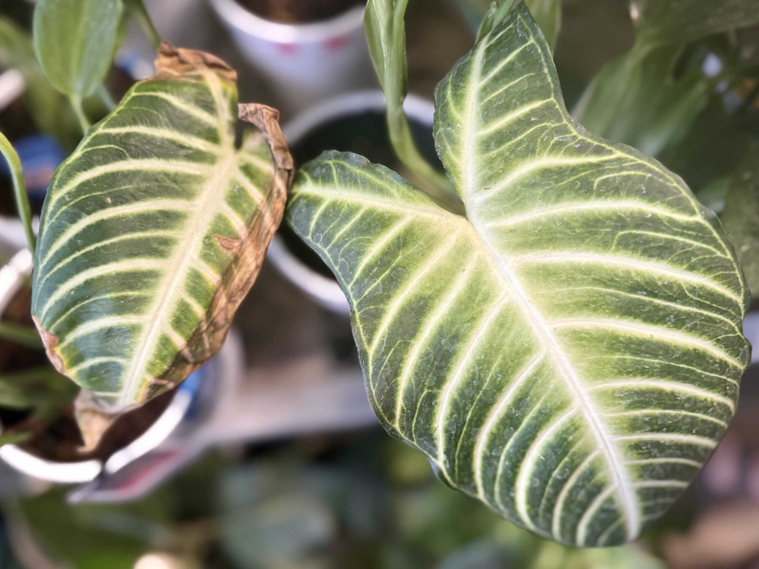 Houseplant leaf with crispy brown edges beside a healthy green leaf — a common Austin hard water and low-humidity symptom