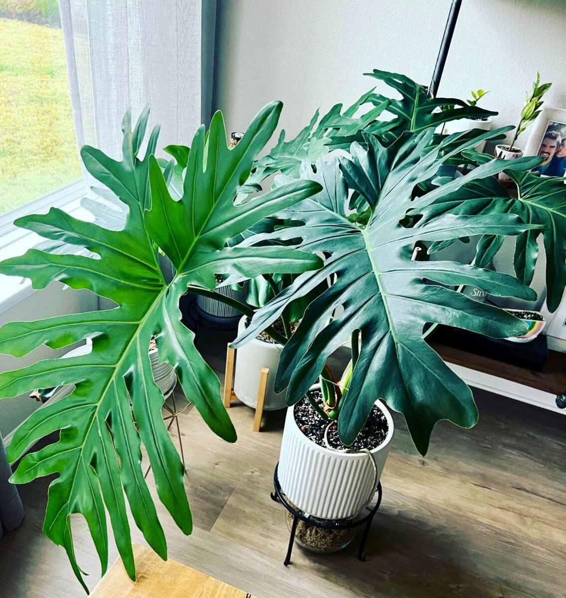 Best Houseplants for Austin Apartments | Keep Austin Watered - Keep Austin  Watered