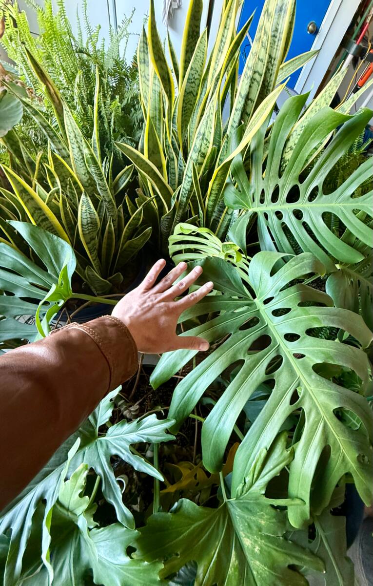 Commercial plant service Austin TX Will Burke