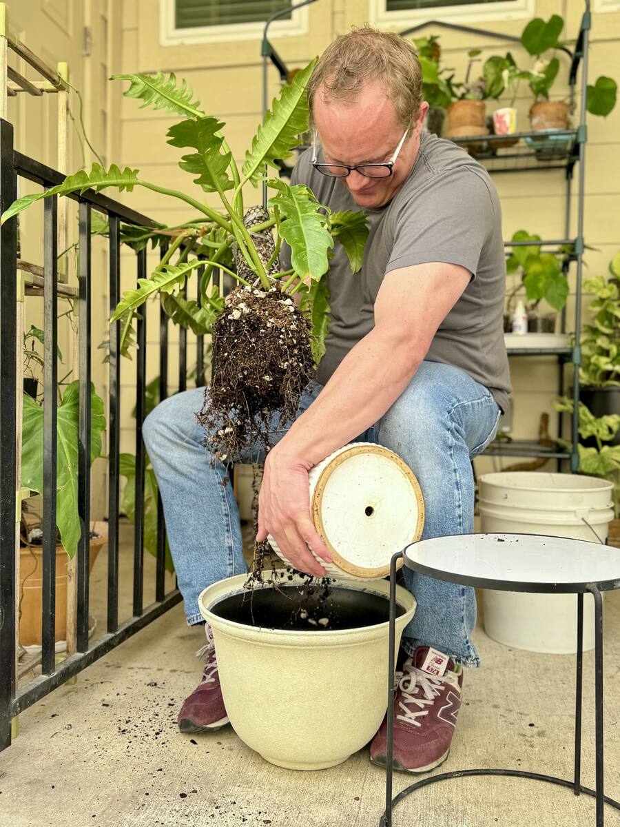 Will Burke repotting a Philodendron selloum on an Austin porch, holding the rootball above a new pot — Keep Austin Watered