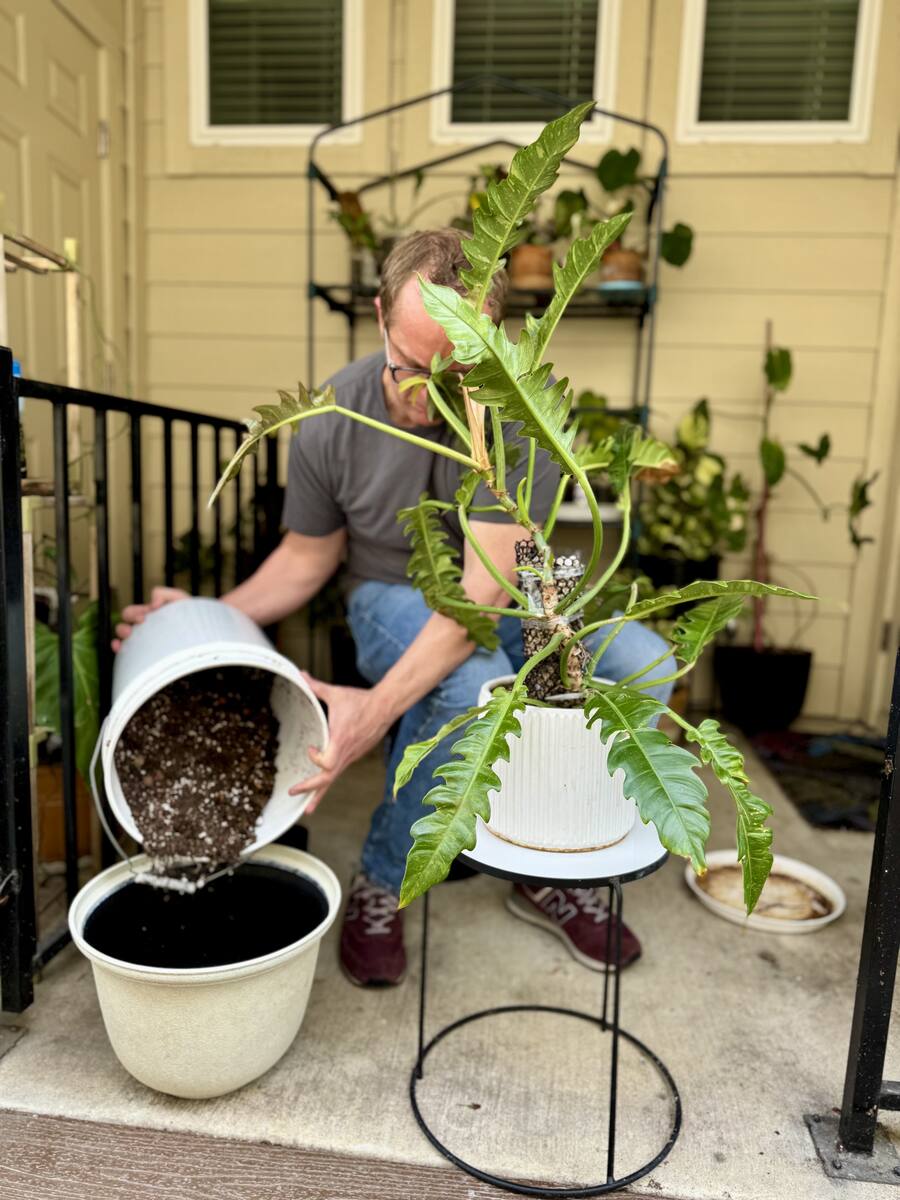 Plant Styling in Spanish Oaks | Keep Austin Watered
