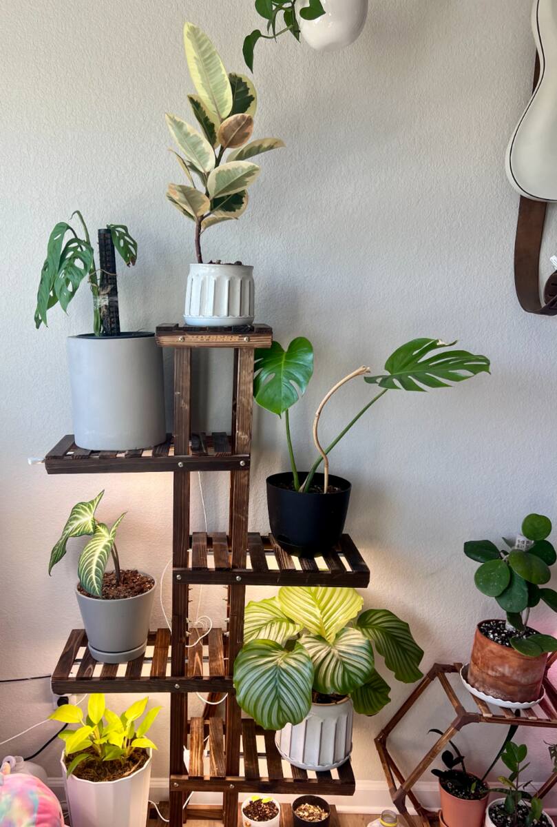 Multi-tier wooden plant stand in an Austin home featuring a variegated rubber tree, calatheas, Monstera, and assorted houseplants