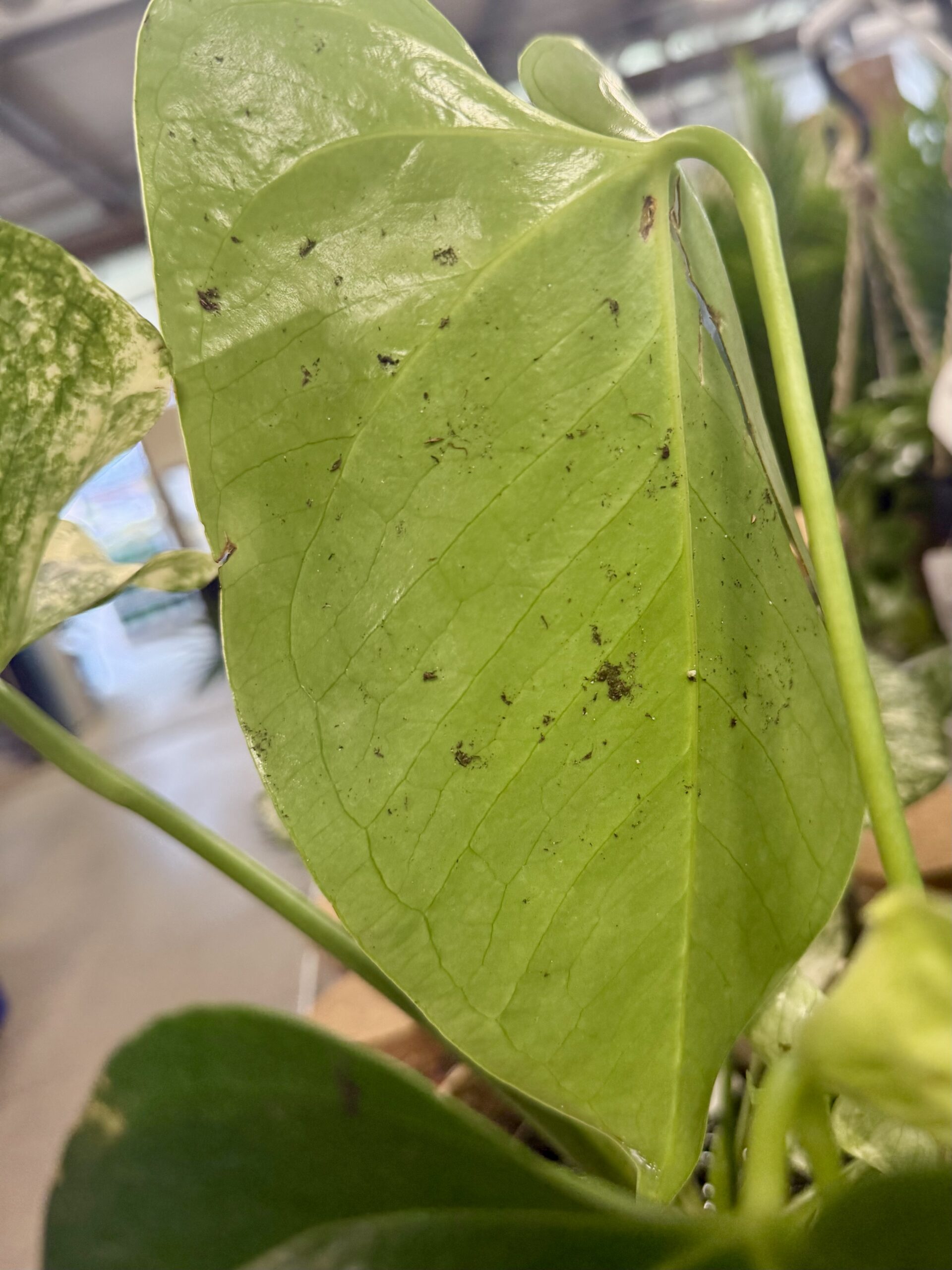 Pests on the underside of a nursery plant leaf — the hidden infestation big box store plants often carry home