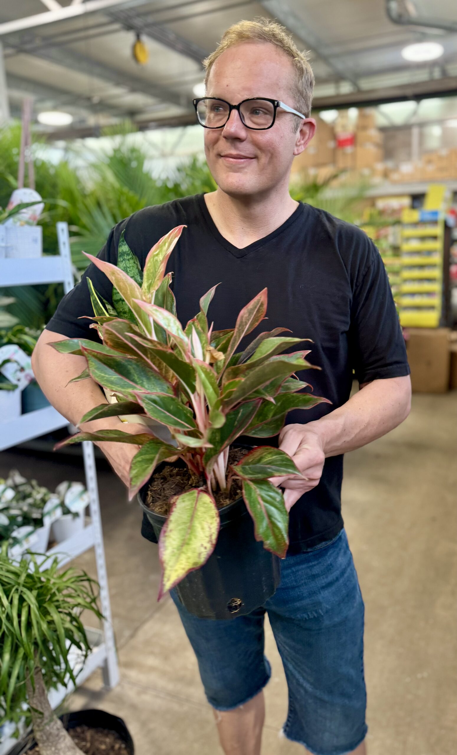 Will Burke choosing a healthy aglaonema at an Austin plant nursery