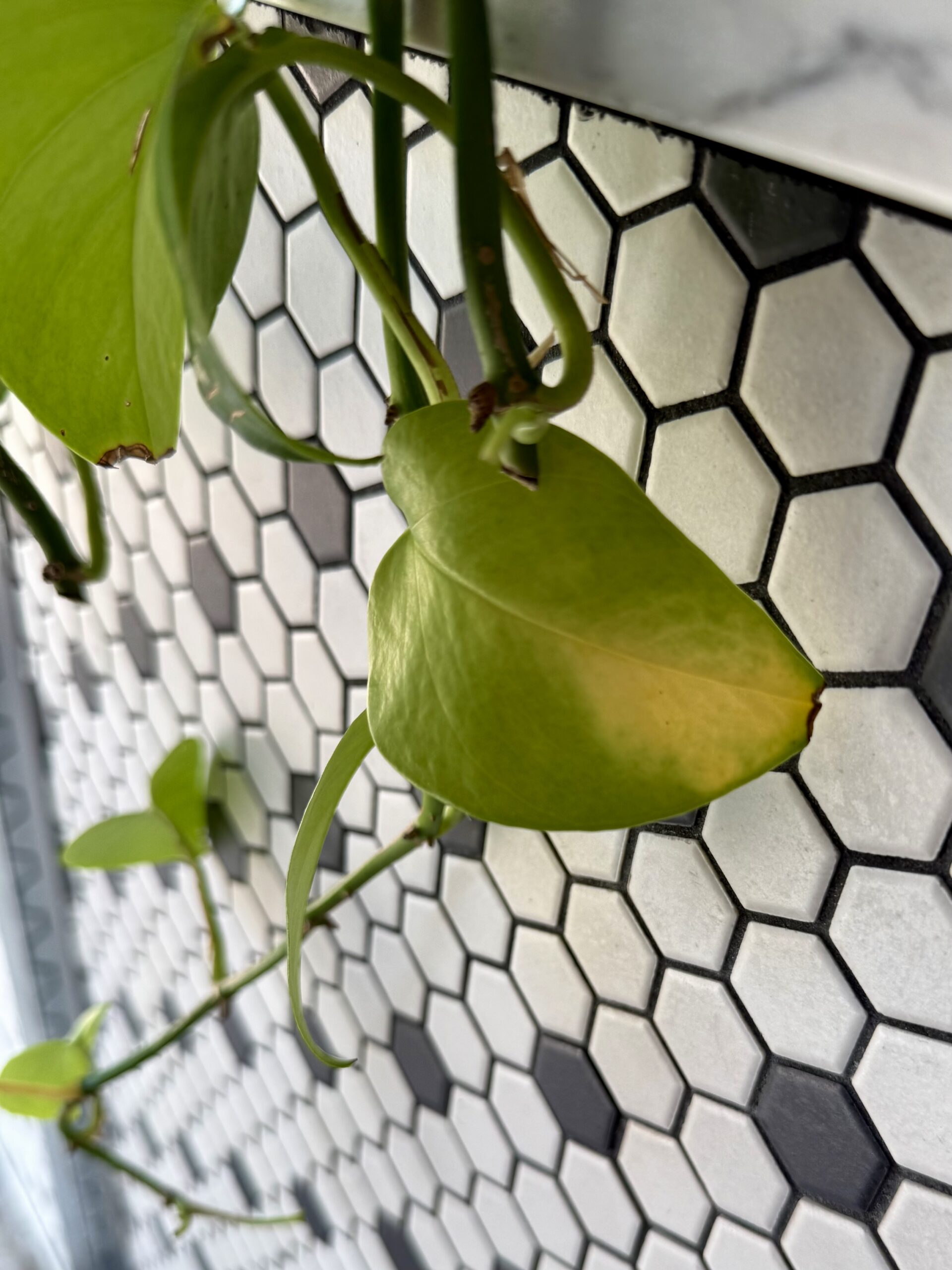 Yellowing pothos leaf on an Austin houseplant from overwatering and hard water buildup