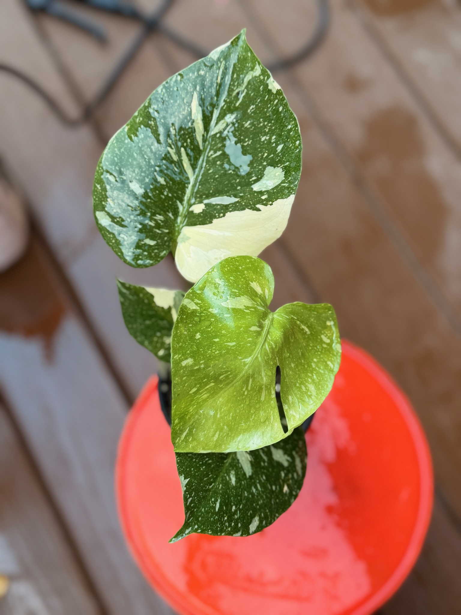 Rare variegated Monstera Thai Constellation with creamy marbled leaves, an exotic houseplant grown in Austin