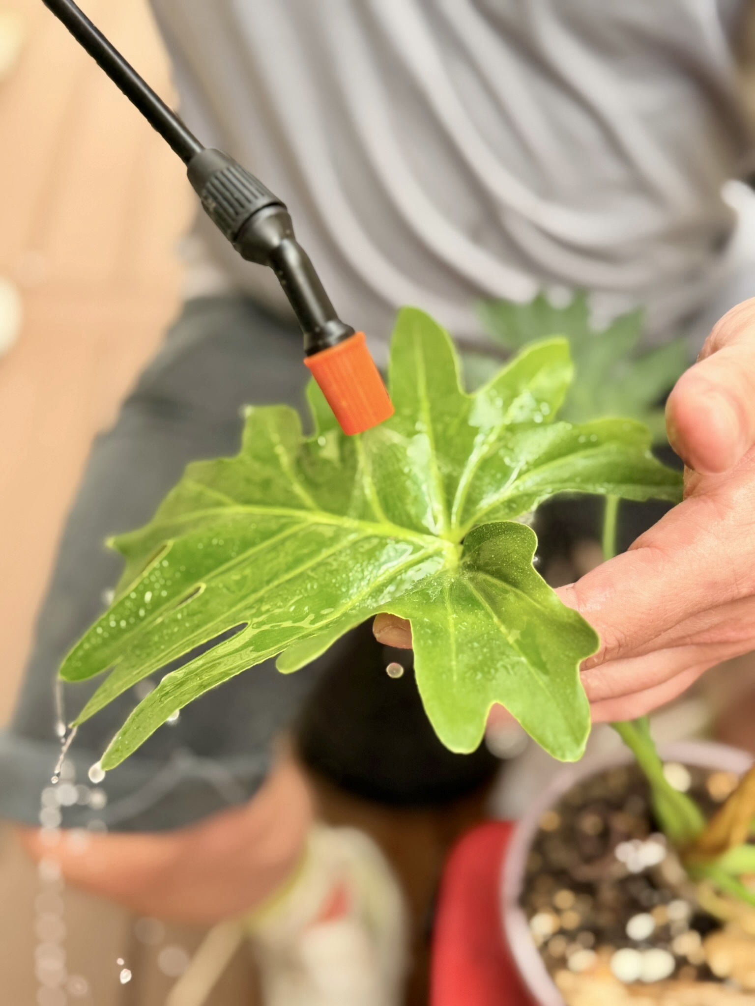 Hand rinsing a healthy split-leaf philodendron leaf during Austin houseplant care