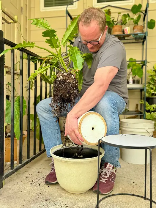 Will Burke plant styling Rollingwood TX