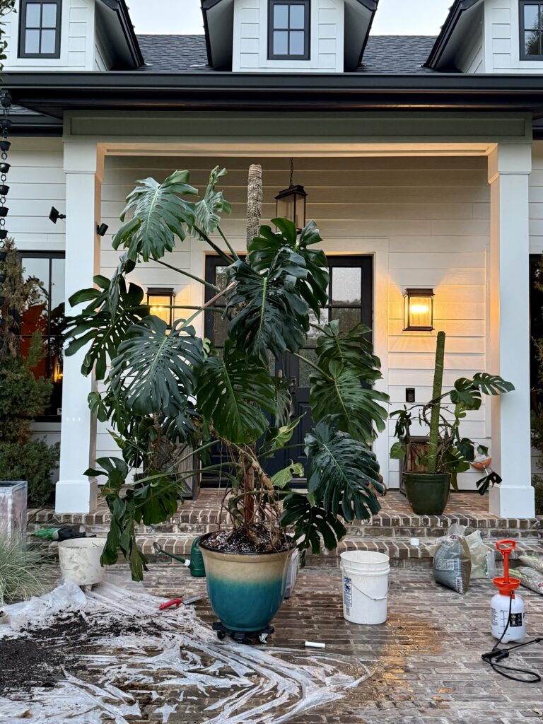Will Burke repotting a large monstera and installing a custom moss pole on an Austin front porch